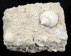 Eocene Fossil Gastropod (Globularia) - Damery, France #32426-2